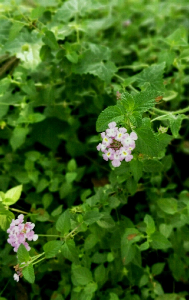 pink flower and green leaves