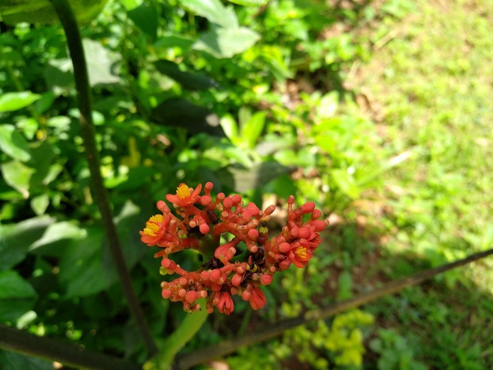 flower