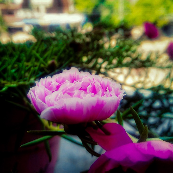 Flowers!