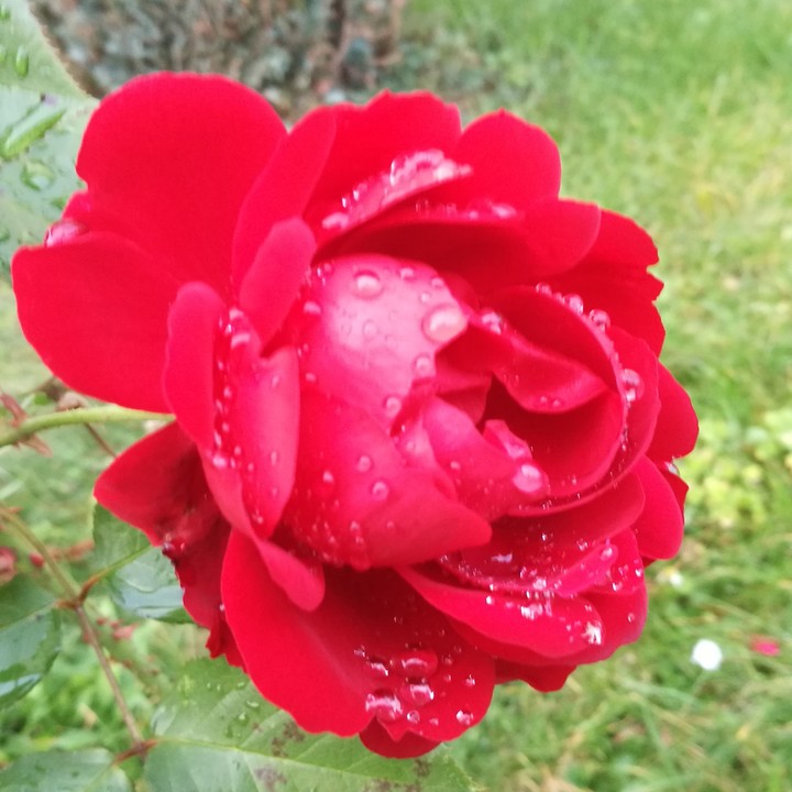Rosenzauber