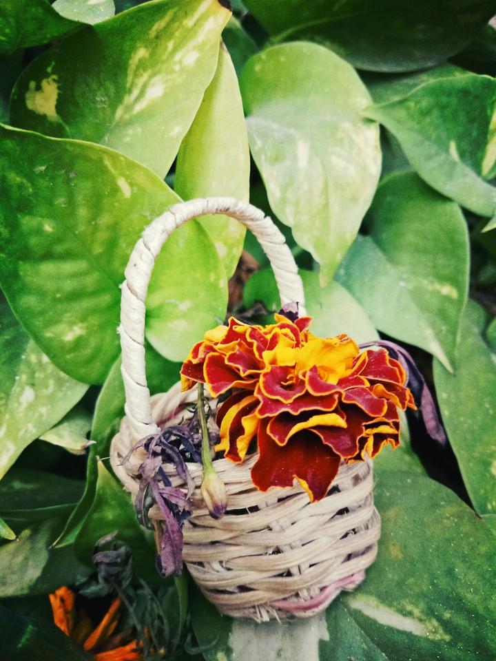 flowers
