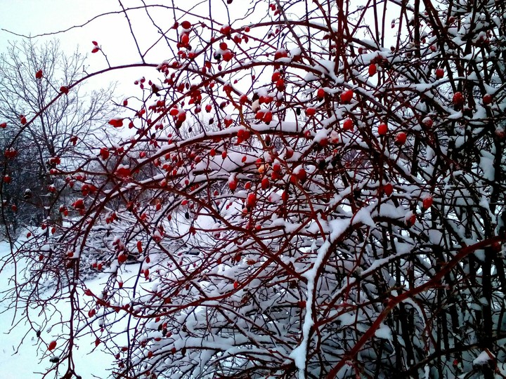 snow