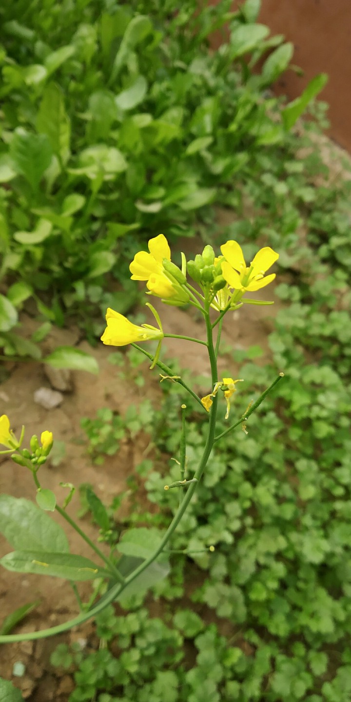 mustard flower