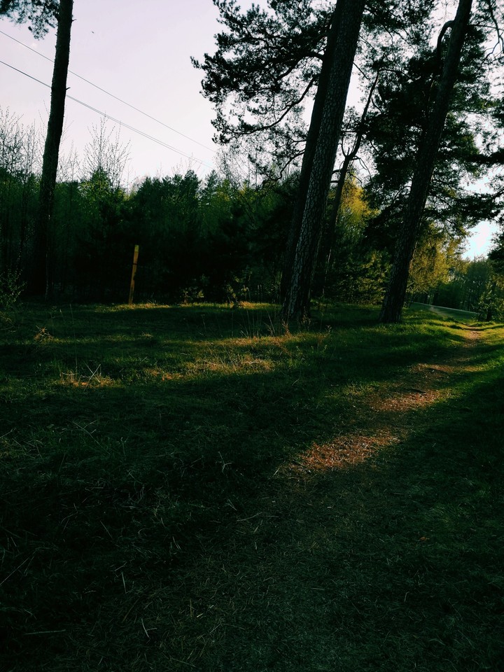 forest in Belarus ???