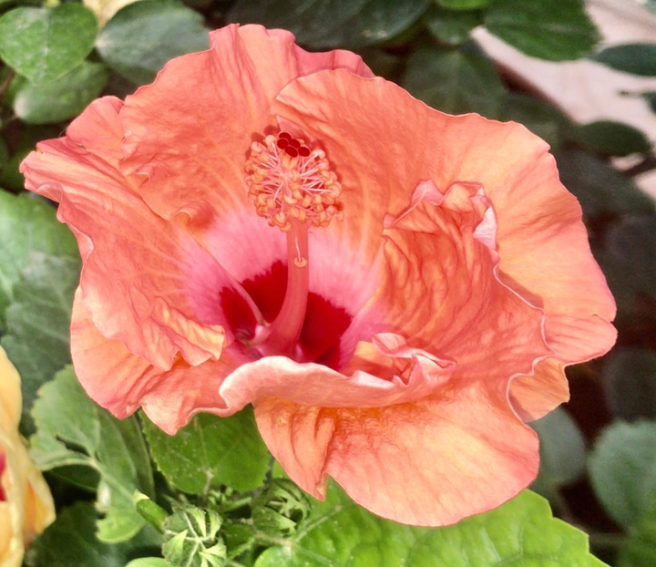 hibiscus