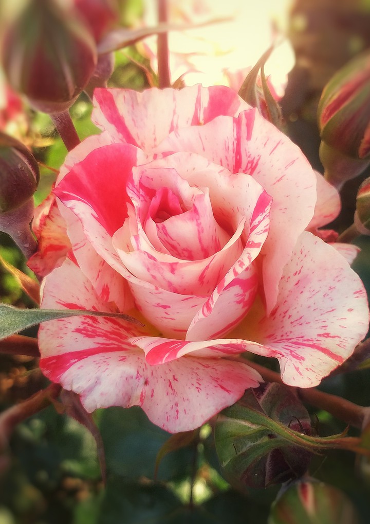 Розы