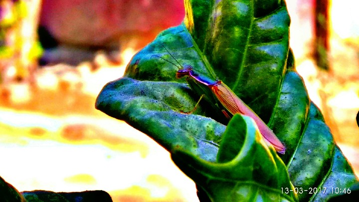 Nature Love