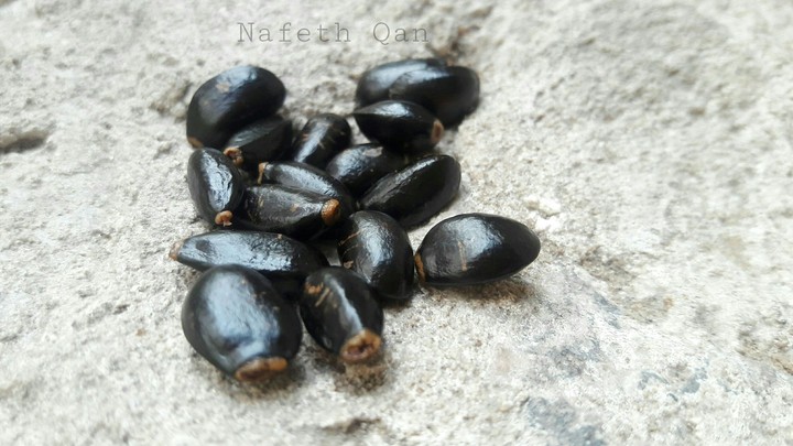 Seeds