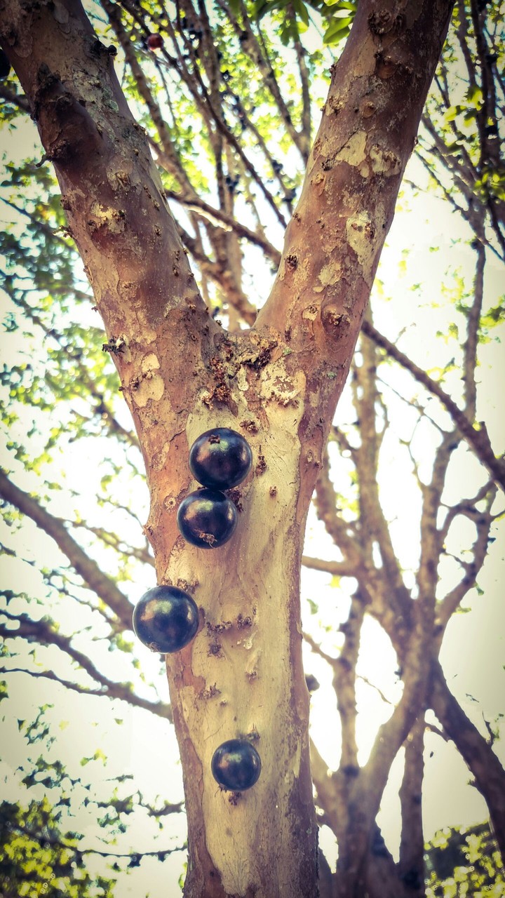 Jabuticaba