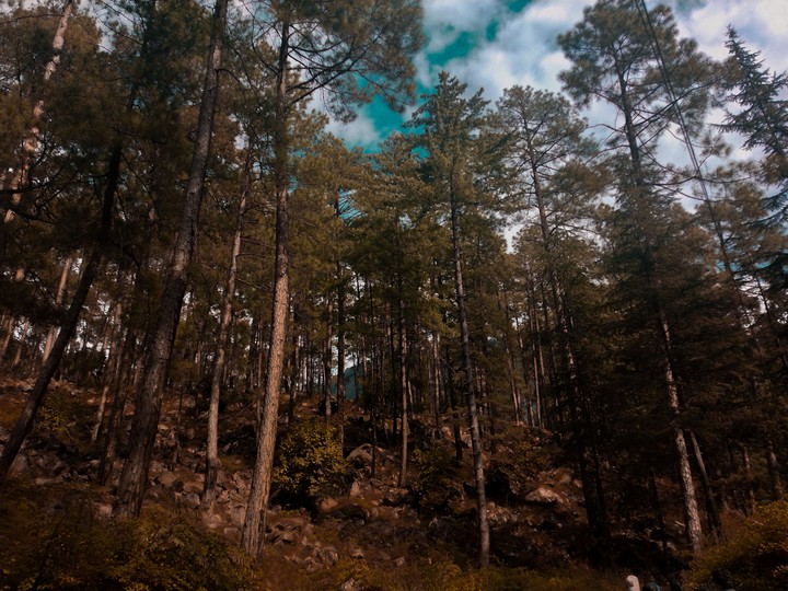 Trippin forest