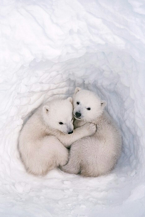 polar bear ♡♡