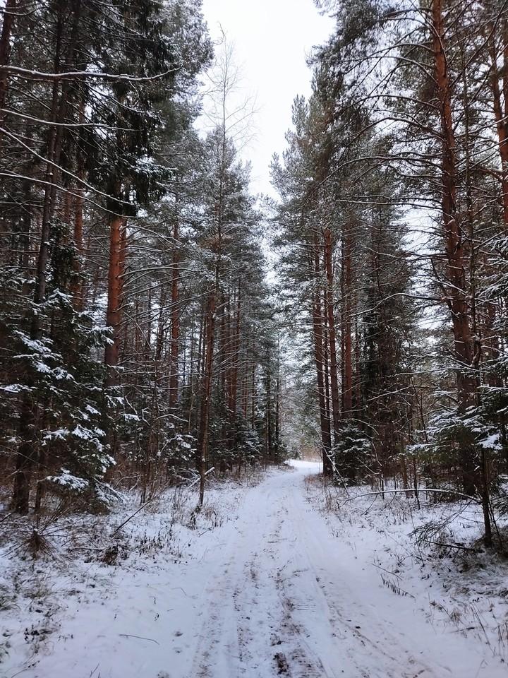 Snowy forest