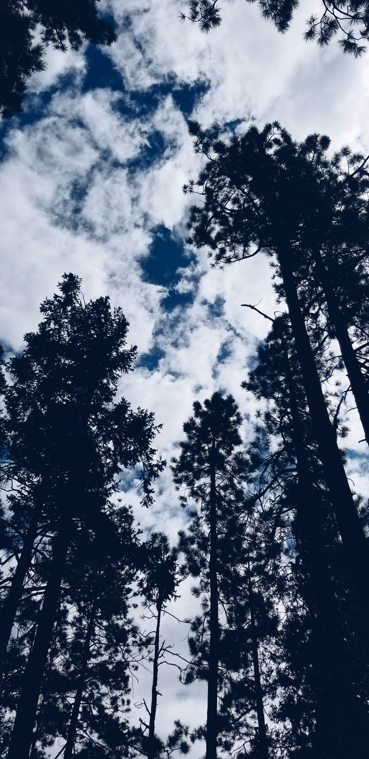 Trees and Sky