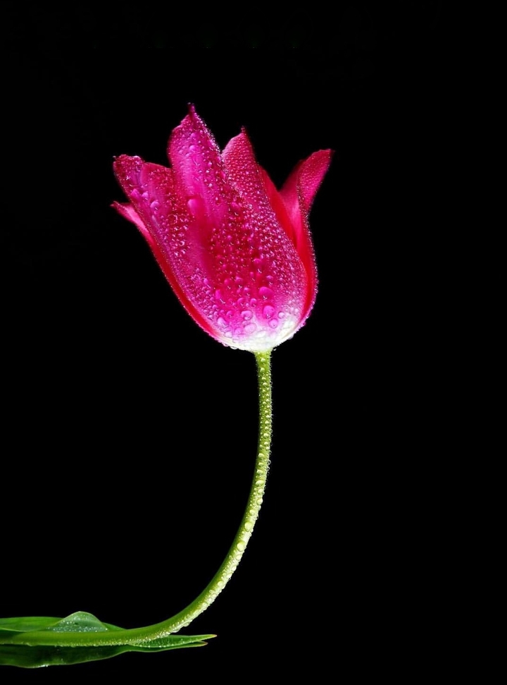 Tulip