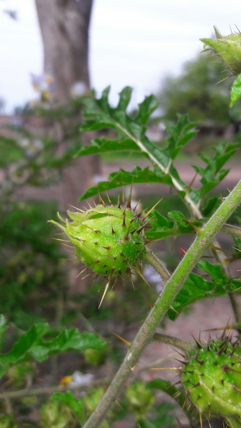 sfondi produce, flower