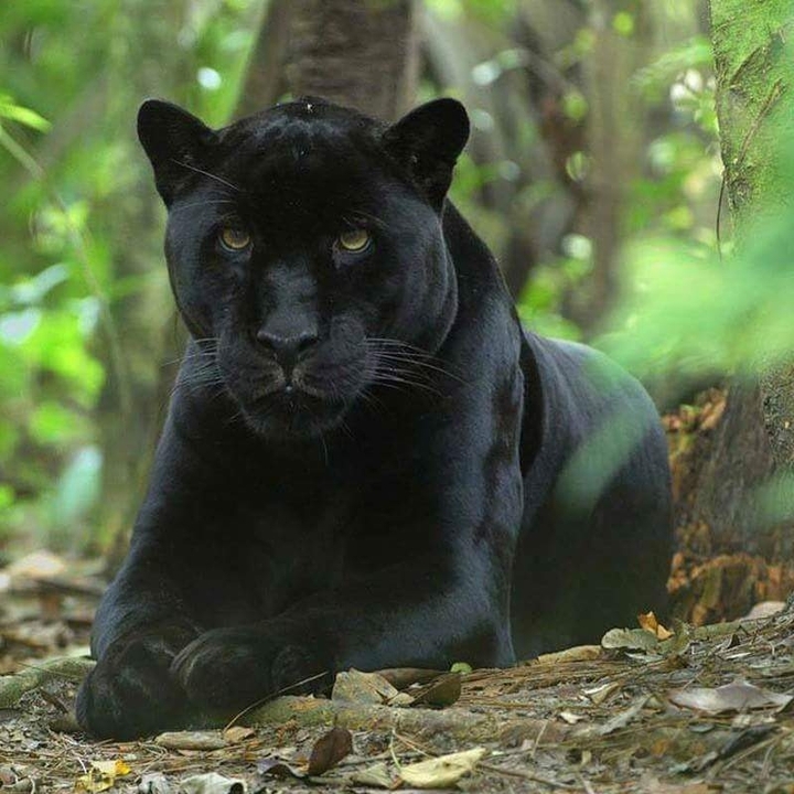 Jaguar