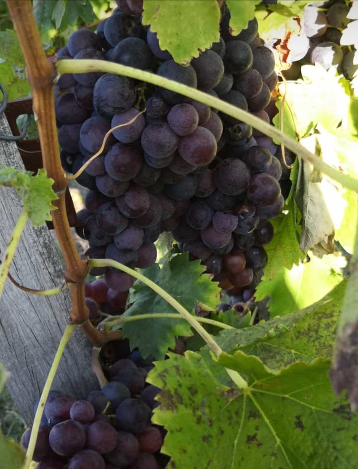 Grapes