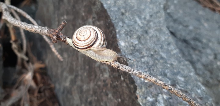 Little snail