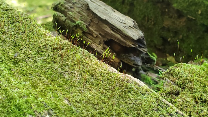 forest green