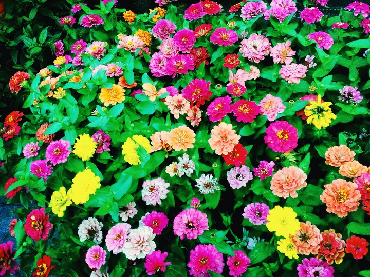 Flowers....