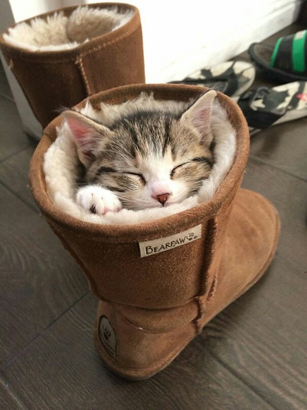 Buonanotte