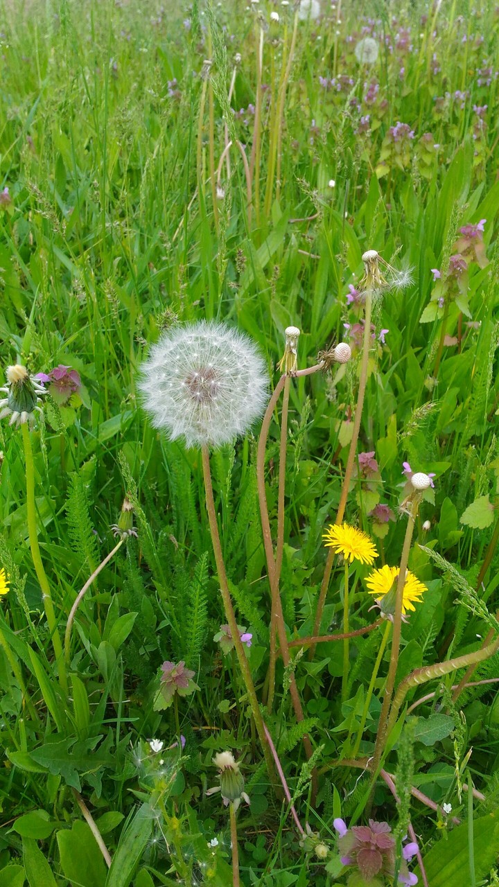Dandelion