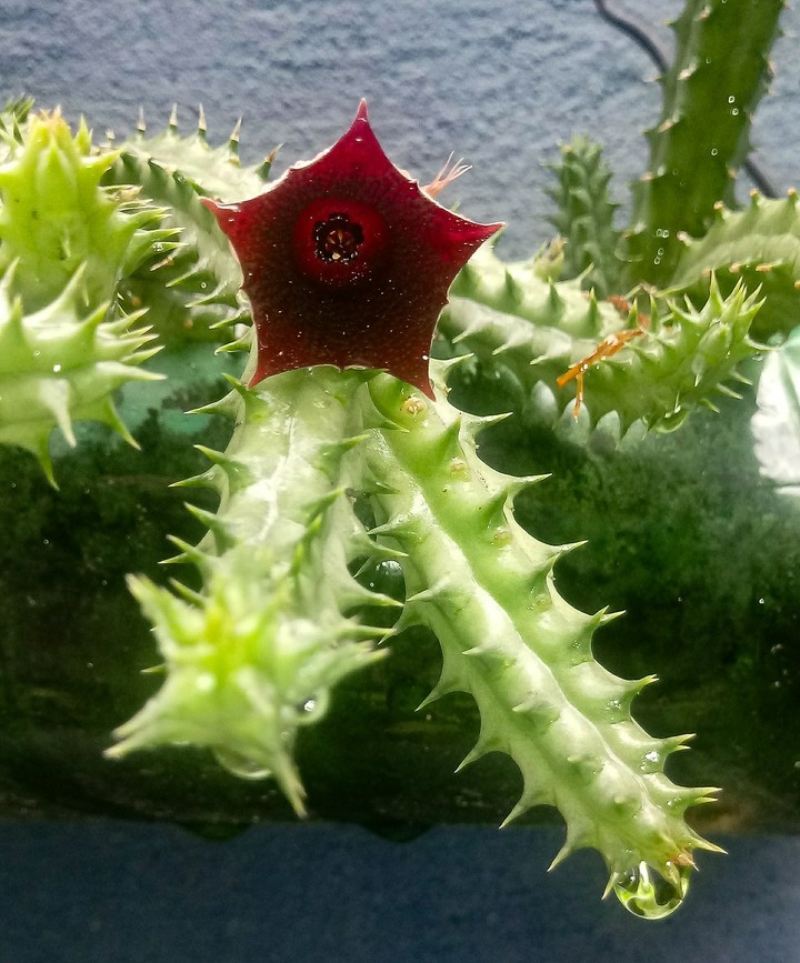 Flor de suculenta, cactus