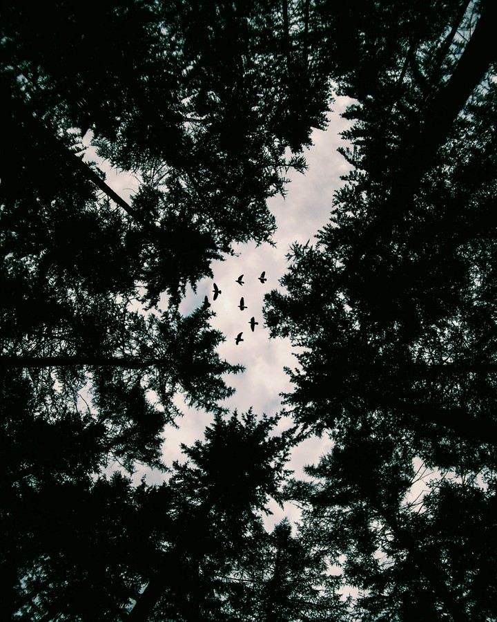black birds