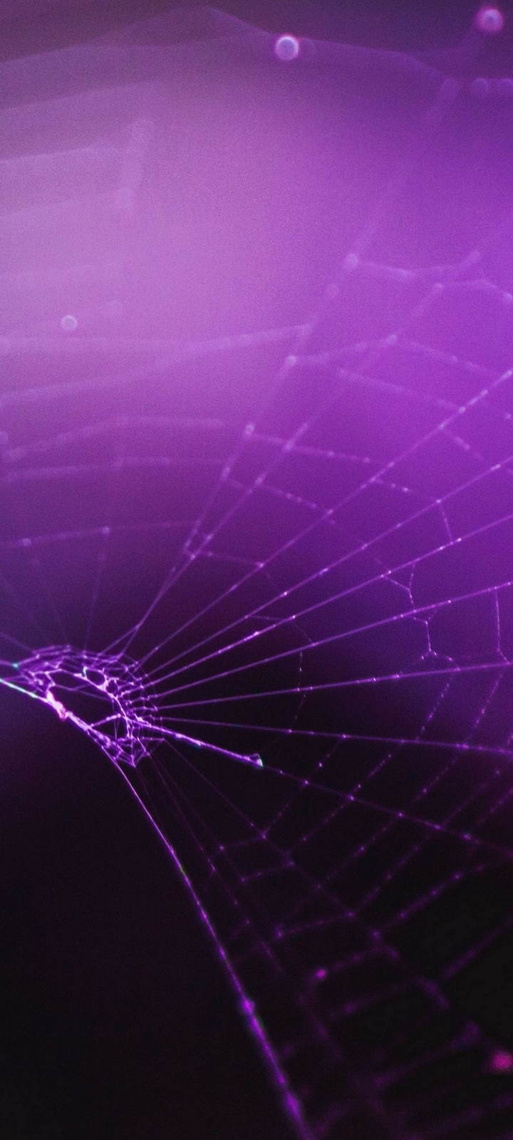 Spider web