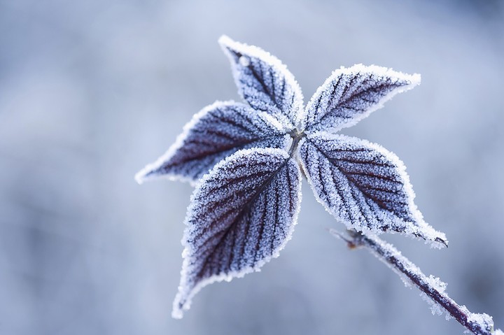 Tree leaves when falling snow