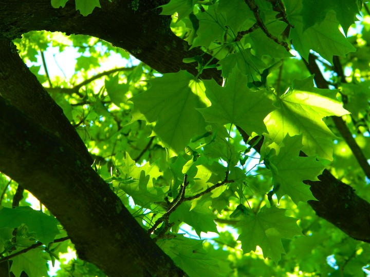 Leaves