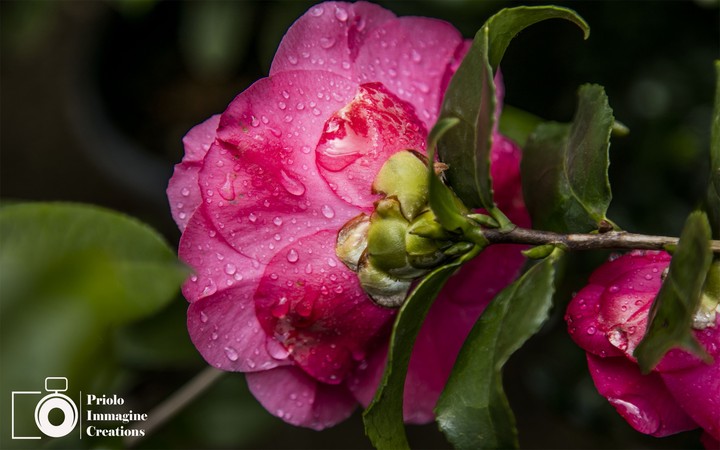 Macro flower