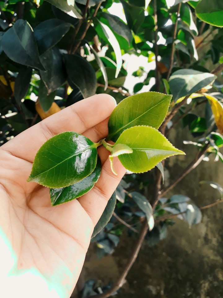 New Fresh leaves on a tree