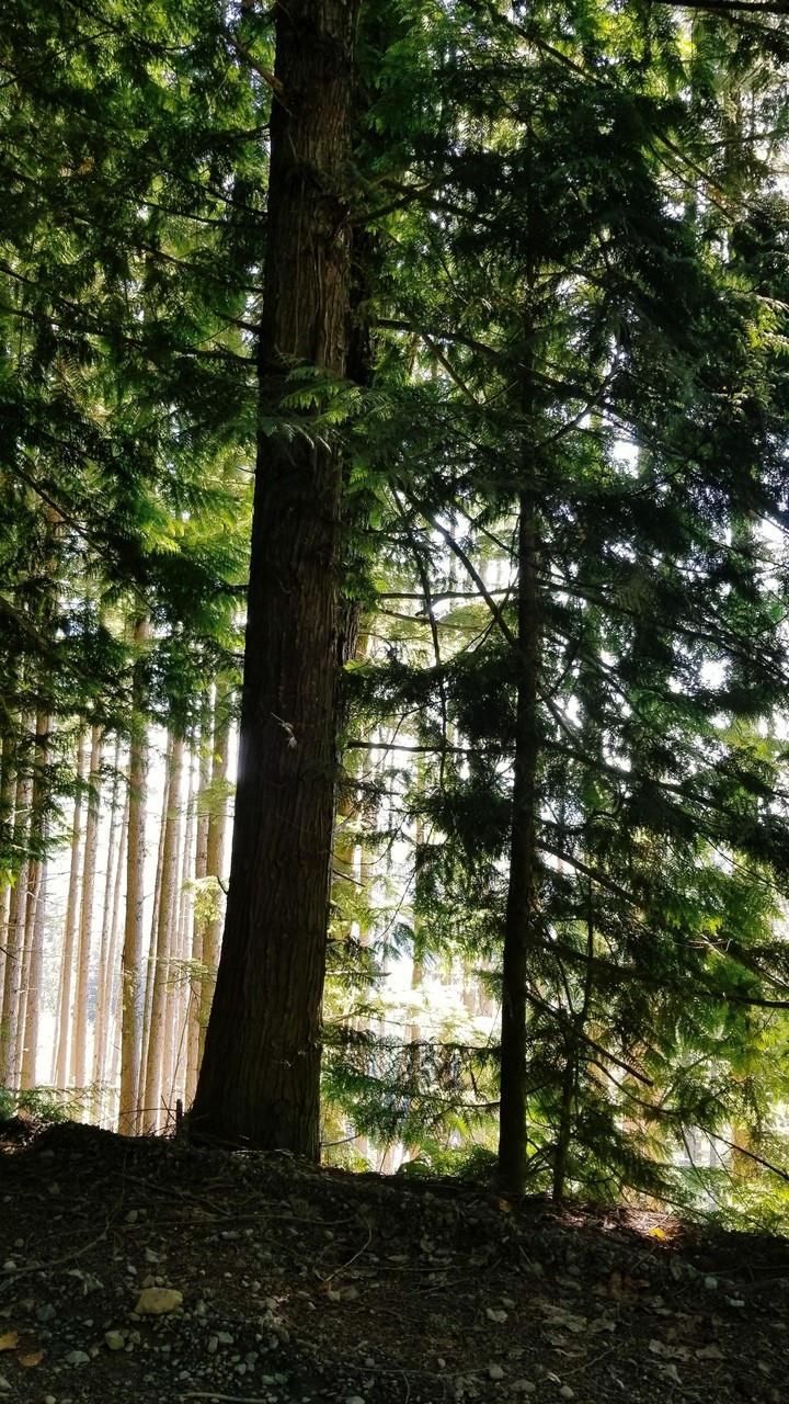 Evergreen trees