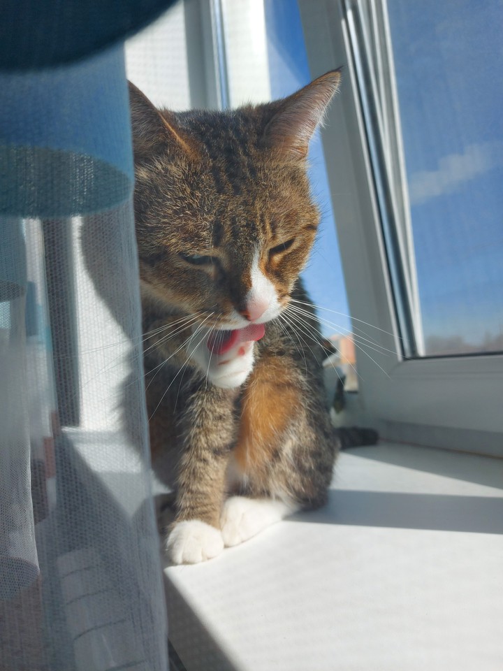 cat