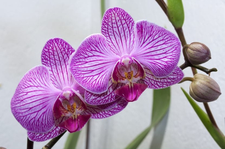 #butterfly orchid