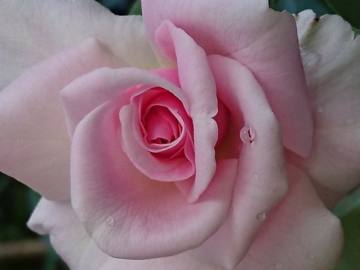 Rose of beauty