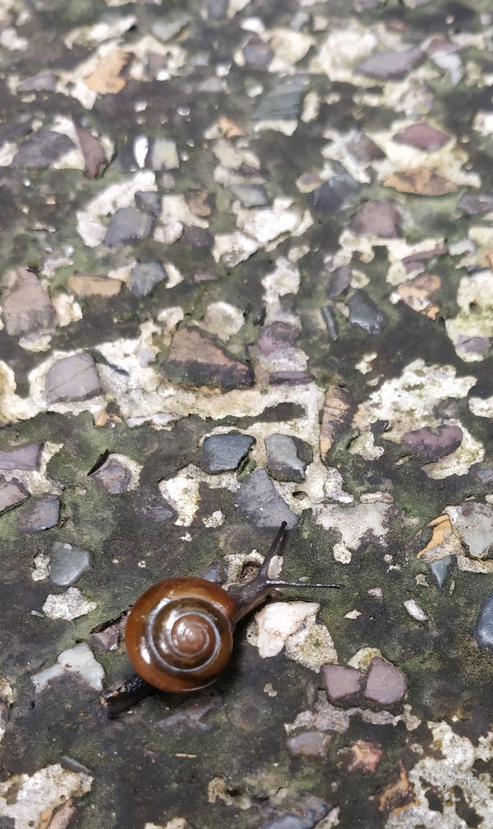 A Snail.