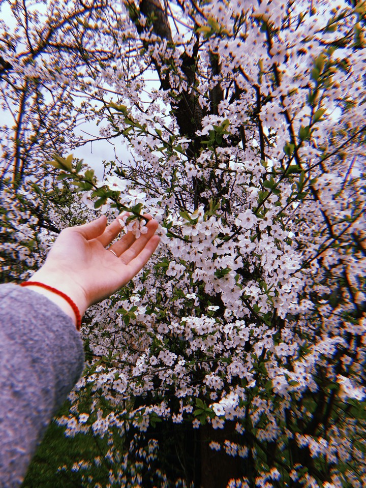 Cherry 