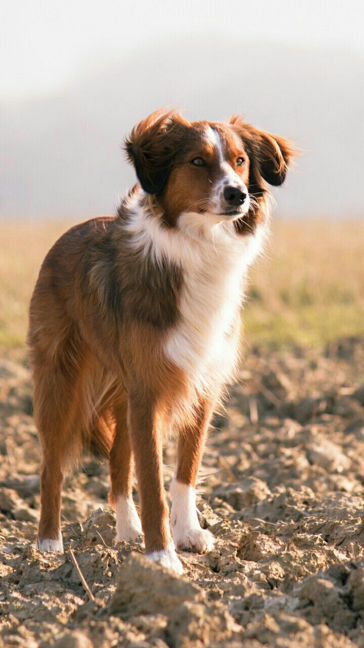 Собаки