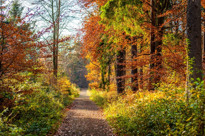 path in the woods