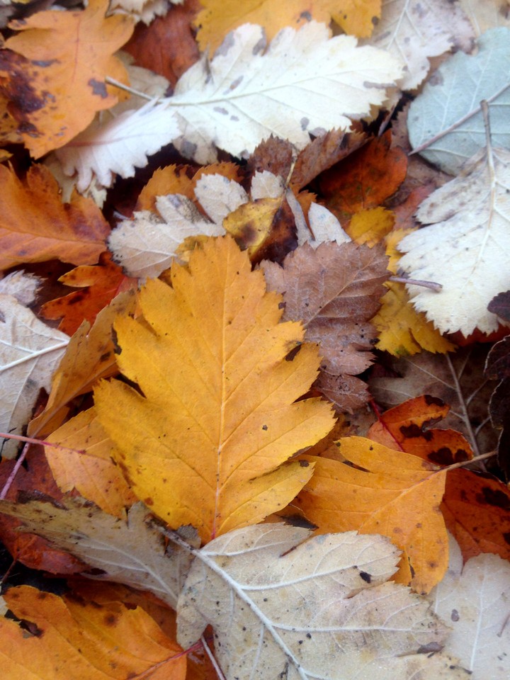 autumn leaf