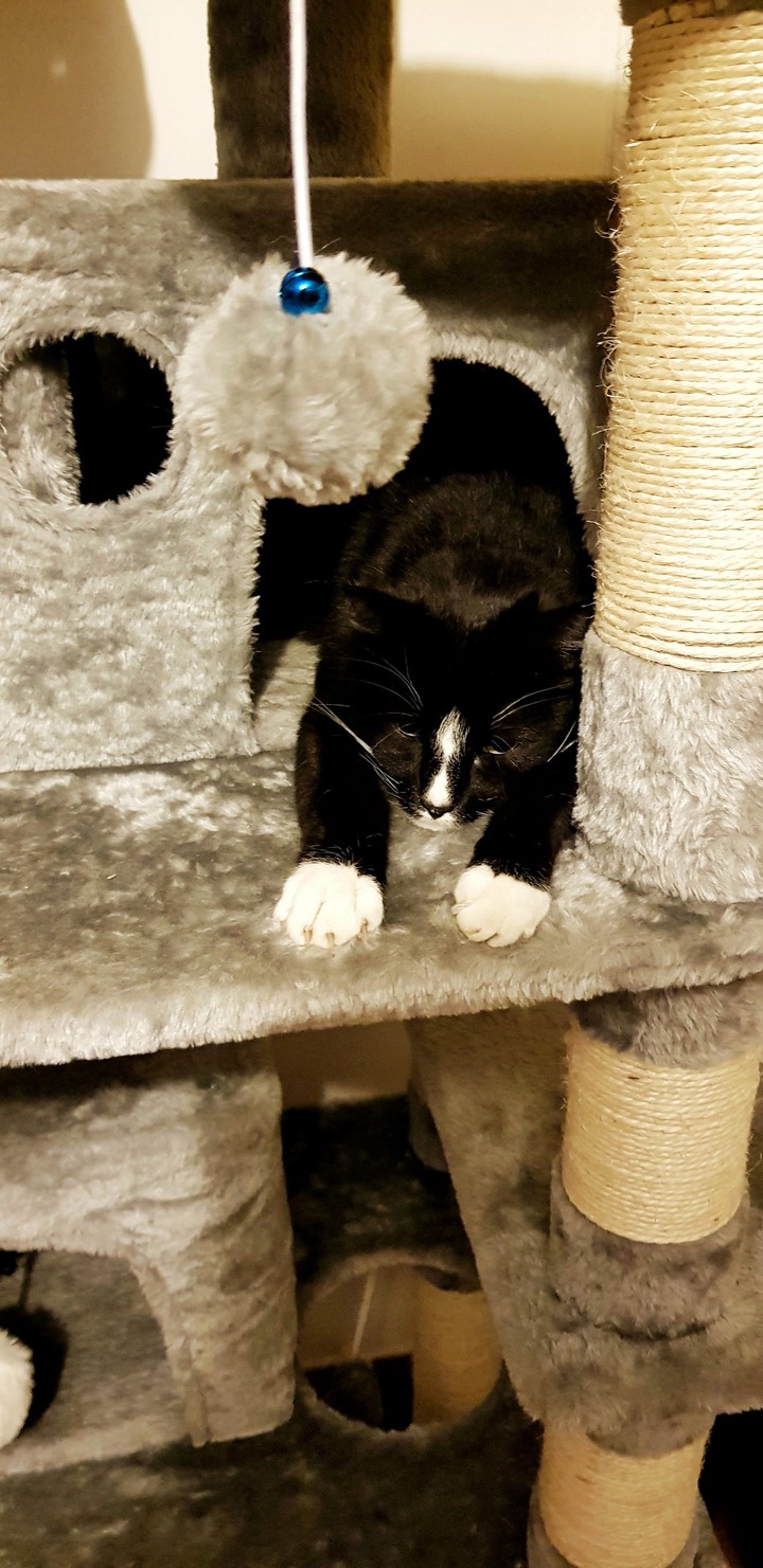 chat noir et blanc