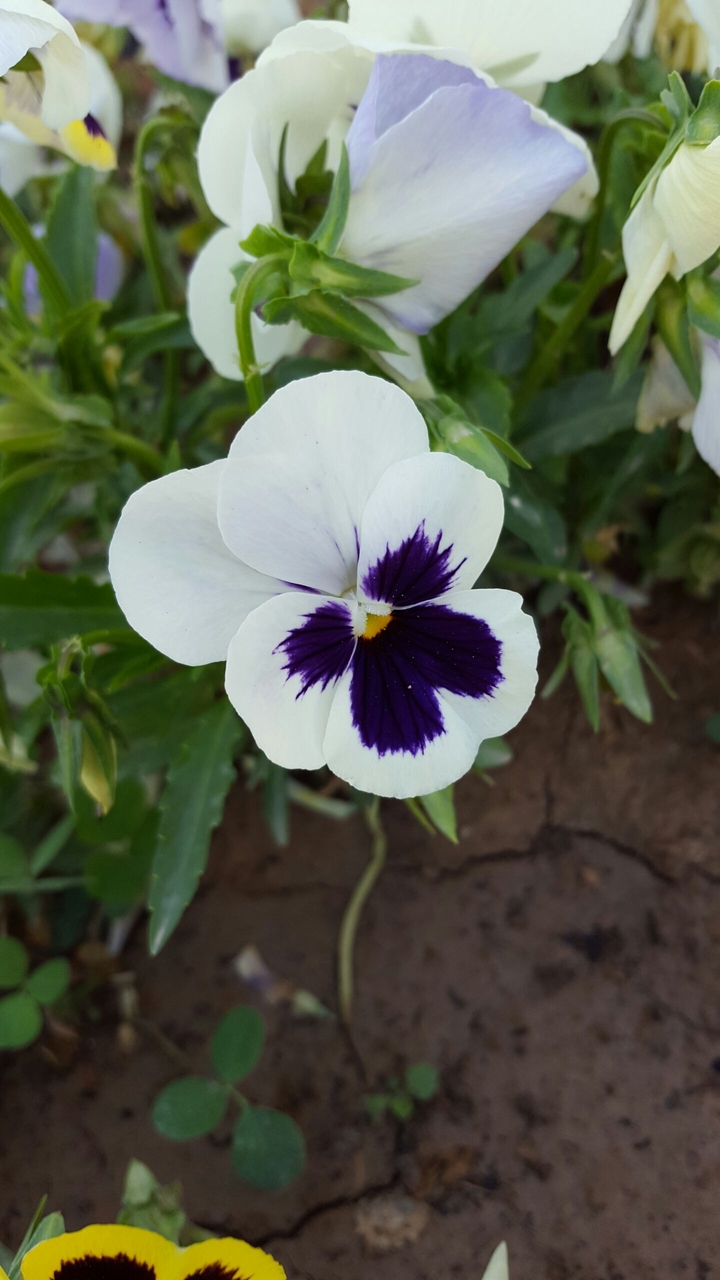 flower