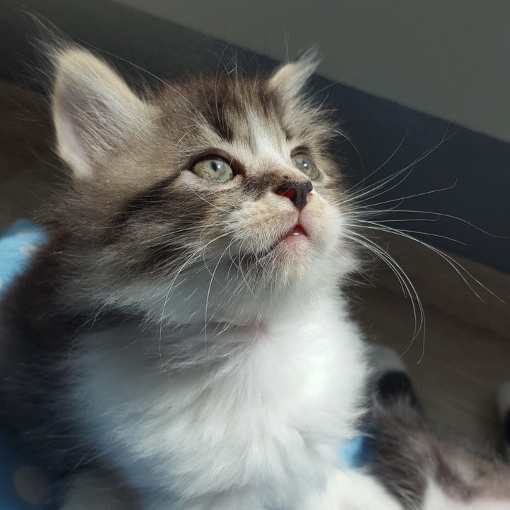 고양이