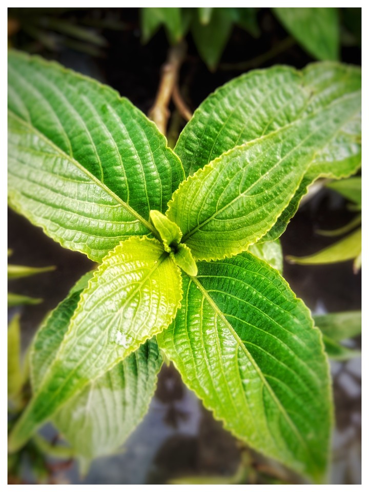 leaf