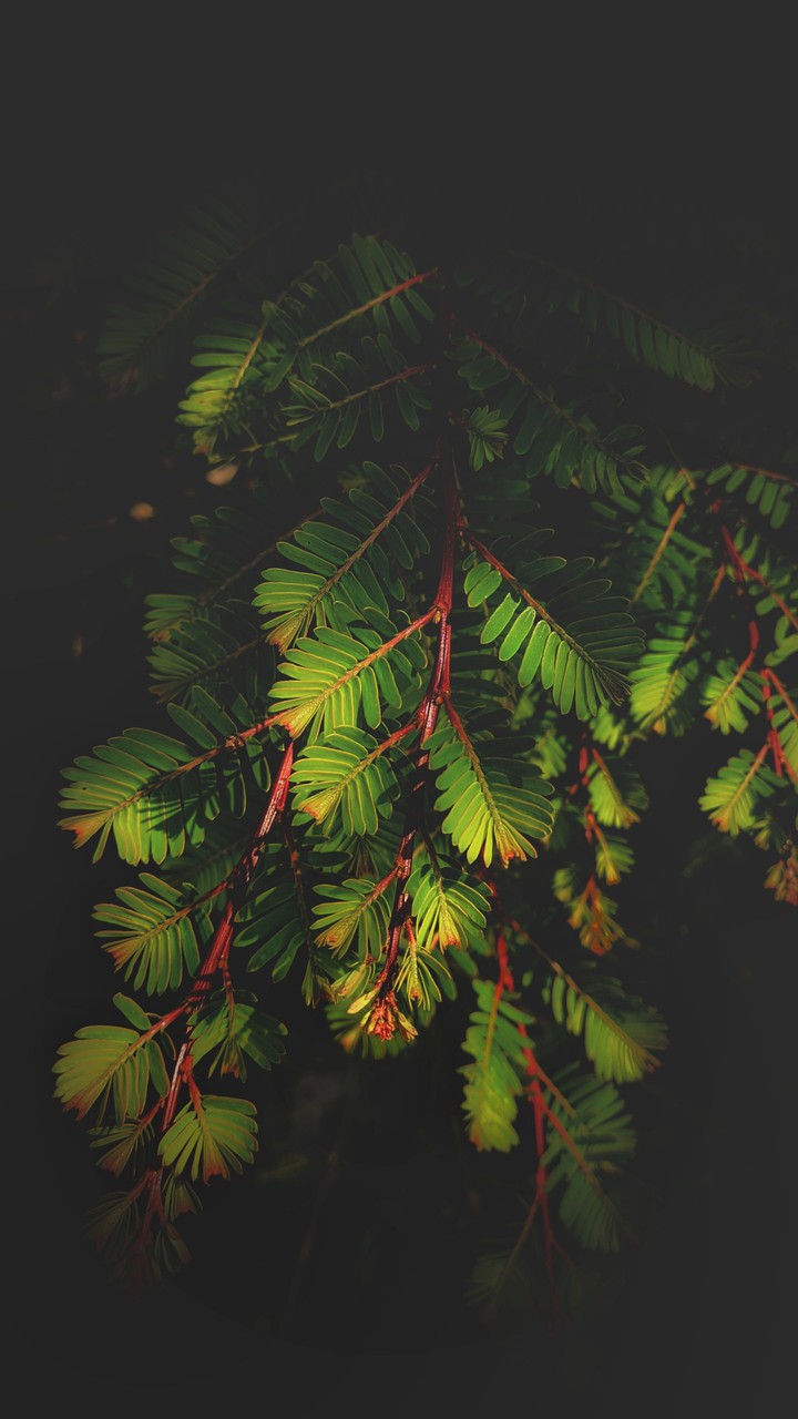 leaves