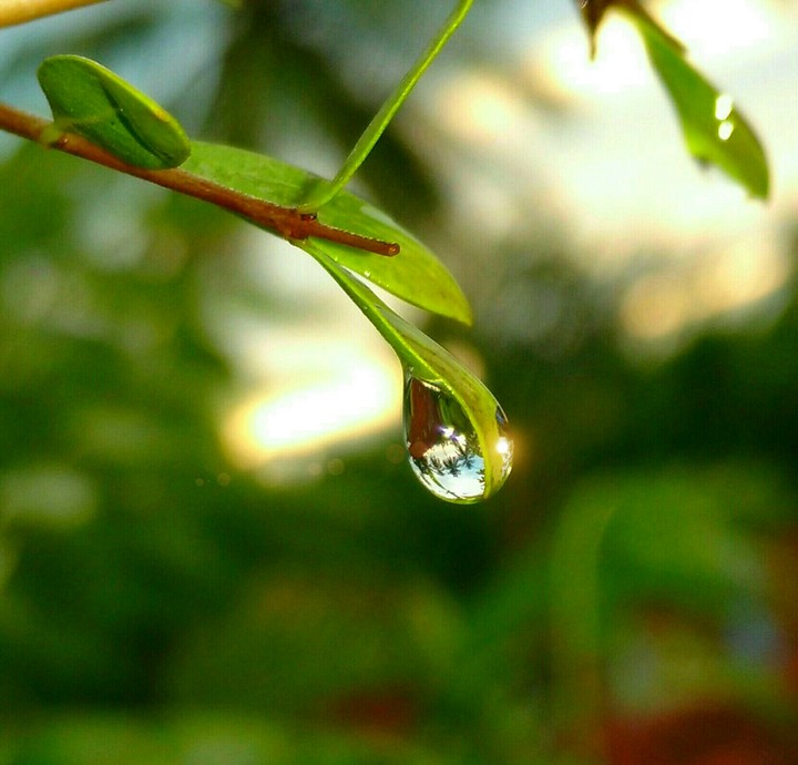 Rain drop on leaf!!