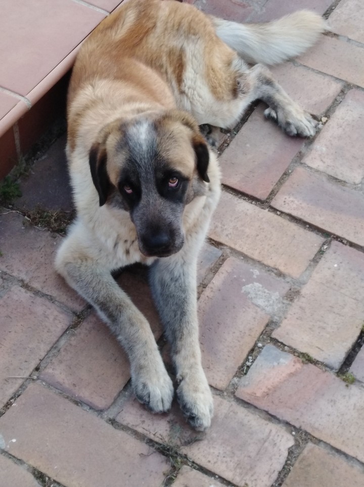 My dog
