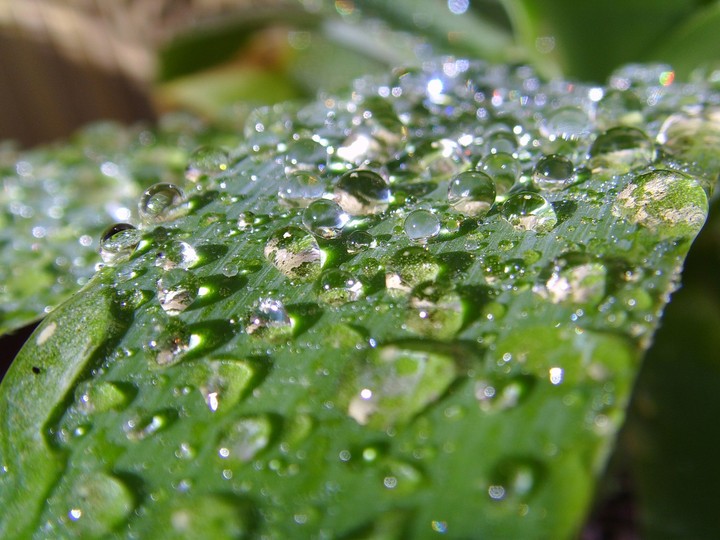 Water drops in the sun